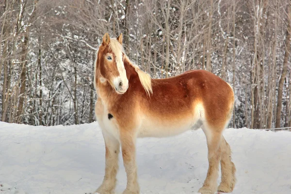 Clydesdale in snow — Stock Photo, Image