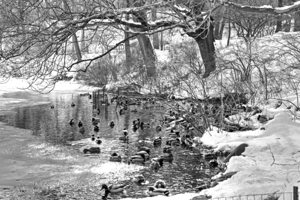 Cenas de inverno em várias áreas do Central Park — Fotografia de Stock