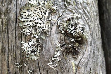 Gri kırsal koyu grunge ahşap doku