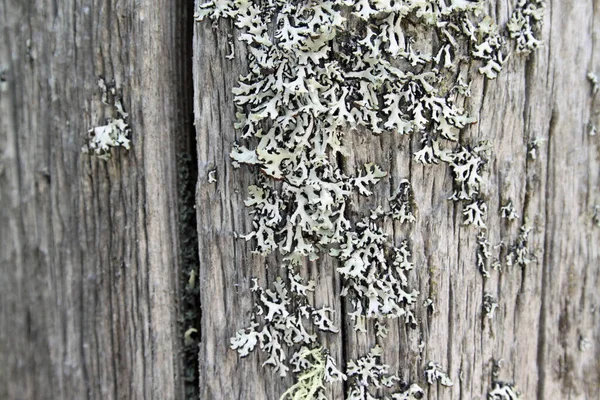 Vieux gris rustique sombre grunge texture en bois — Photo