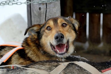 Kızak köpekleri uzun bir yolculuktan sonra karda dinlenir.
