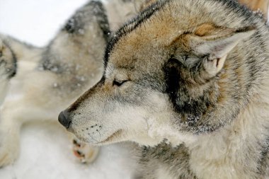 Kızak köpekleri uzun bir yolculuktan sonra karda dinlenir.