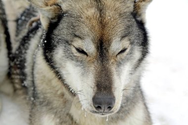 Kızak köpekleri uzun bir yolculuktan sonra karda dinlenir.