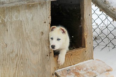 Kızak köpekleri yolculuktan sonra karda dinlenir.