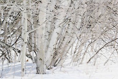 Siyah ve beyaz huş ağacı ve kavak ağacı orman manzarasında doğal bir arkaplan dokusu oluşturur.