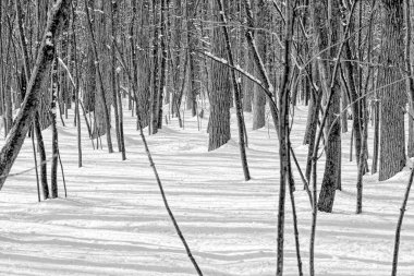 Siyah ve beyaz huş ağacı ve kavak ağacı orman manzarasında doğal bir arkaplan dokusu oluşturur.