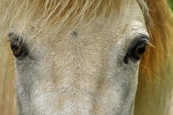 Лошадь 27 — стоковое фото