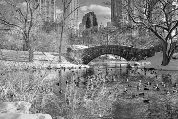 Central Park zima 160 ČB — Stock fotografie