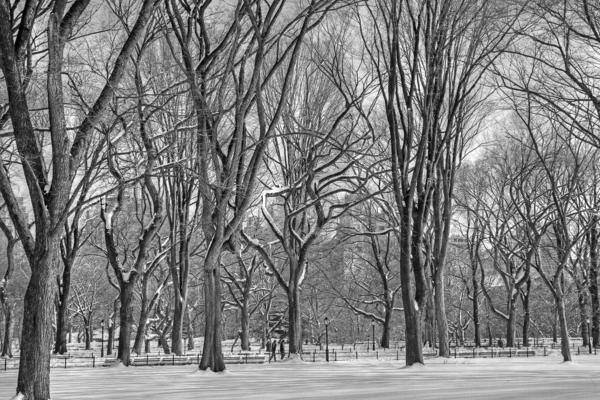 Central Park zima 148 ČB — Stock fotografie
