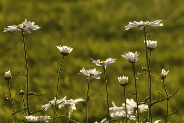 Zamlžené dasies 68 — Stock fotografie