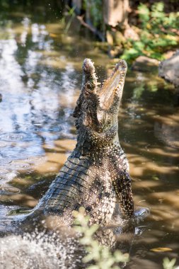  Küba timsahı (crocodylus rhombifer). 