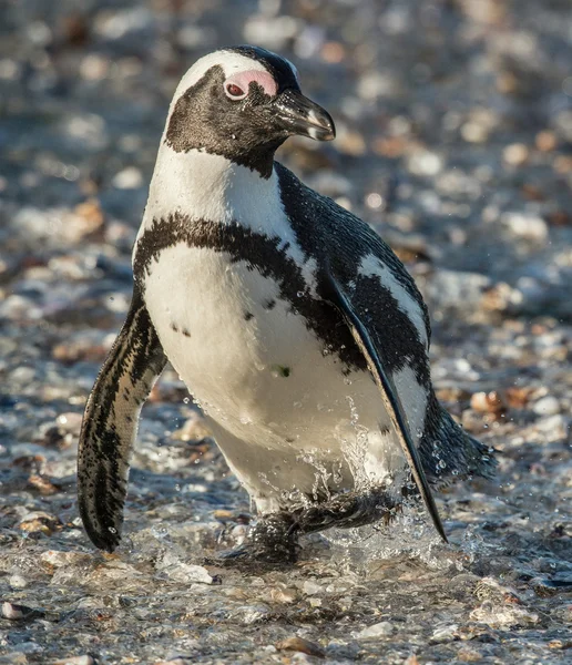 Pinguino africano (Spheniscus demersus) — Foto Stock