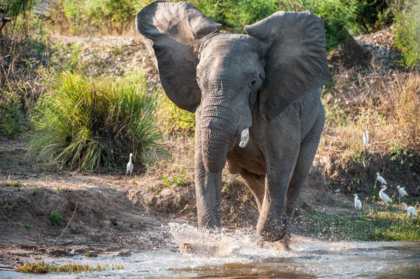 Correndo elefante savana Africano — Fotografia de Stock