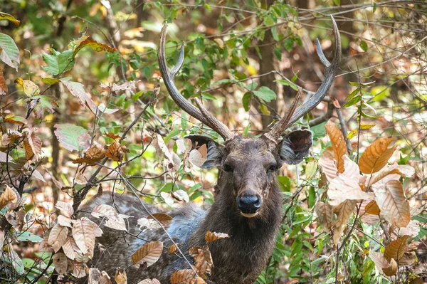 Sri Lankalı sambar geyiği. — Stok fotoğraf