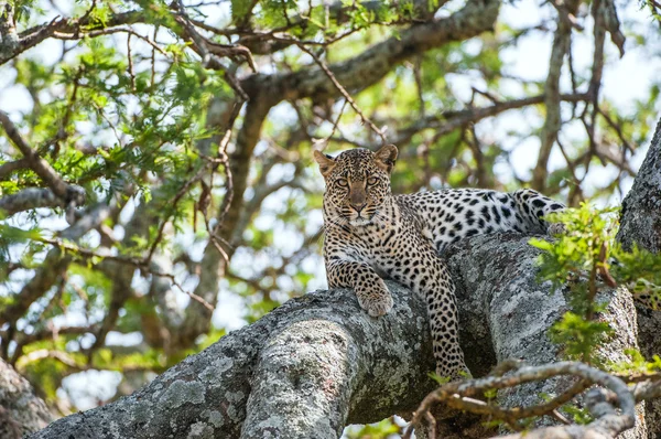 El leopardo (Panthera pardus) — Foto de Stock