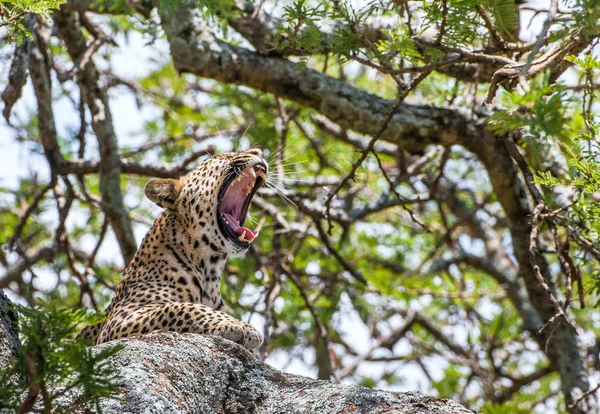 Tátongó leopard-ra egy fa. — Stock Fotó