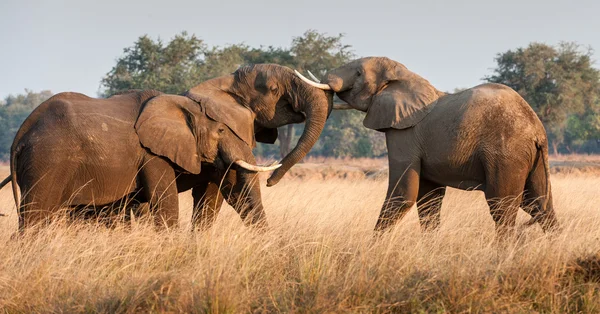 Kampf gegen afrikanische Elefanten in der Savanne. — Stockfoto