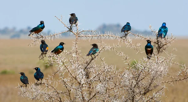 El grupo de brillantes bi de brillantes pájaros — Foto de Stock