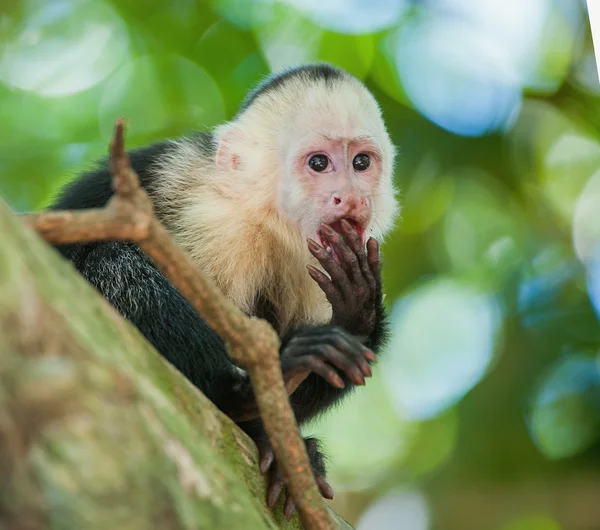 Capuchin costs on a branch of a tree — Stock Photo, Image