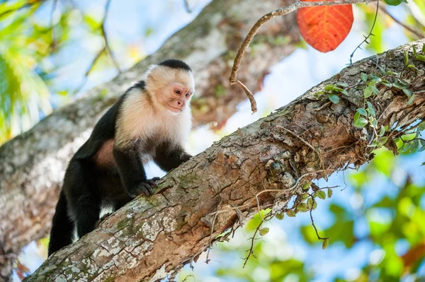 Capuchinho custa em um ramo de uma árvore — Fotografia de Stock