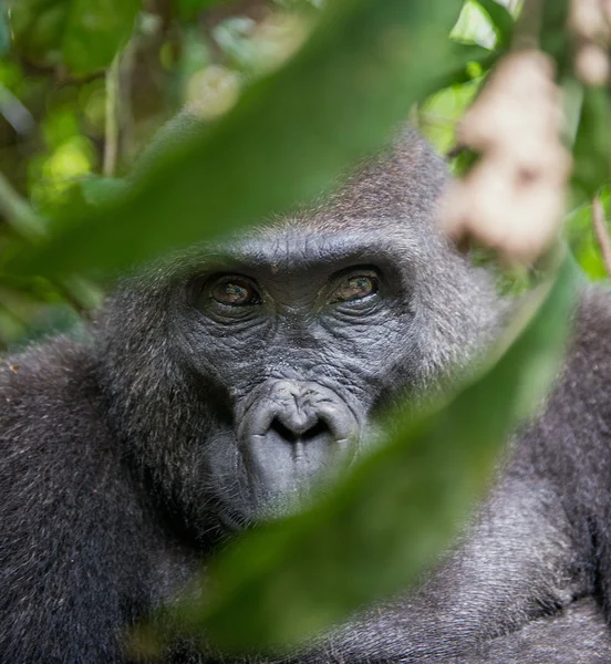 Retrato de un gorila de tierras bajas del oeste — Foto de Stock