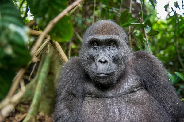 Retrato de un gorila de tierras bajas del oeste — Foto de Stock