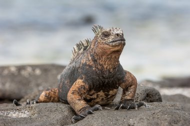 Deniz Iguana (Amblyrhynchus cristatus) 