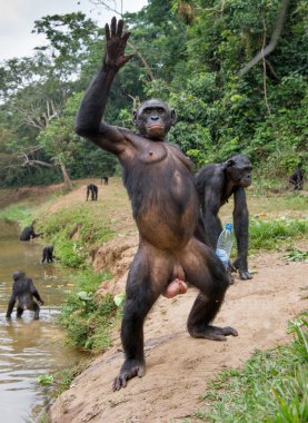 Şempanze Bonobo plastik şişe ile  