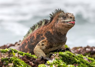 Deniz Iguana (Amblyrhynchus cristatus)  