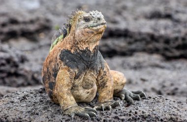 Deniz Iguana (Amblyrhynchus cristatus)  