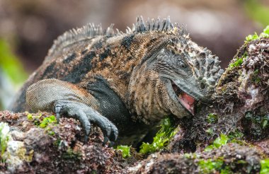 Deniz Iguana (Amblyrhynchus cristatus) 