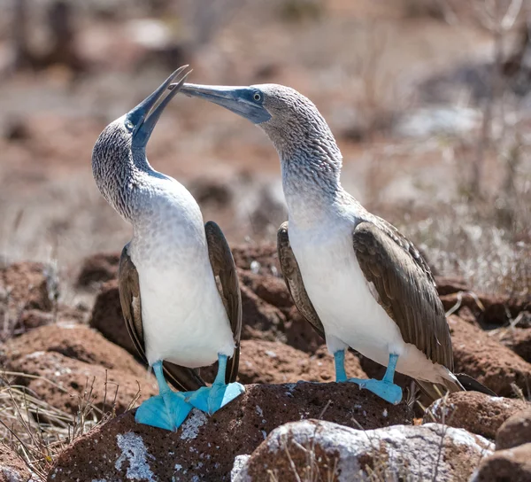 Bailes matrimoniales de Boobyis de patas azules — Foto de Stock