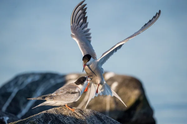 Cortejo de aves Terns comunes — Foto de Stock