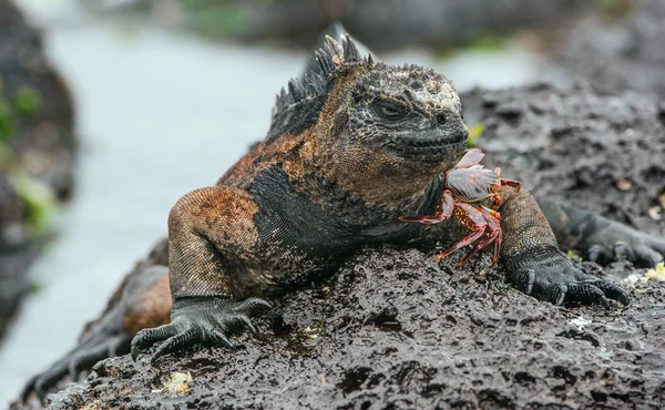 The Marine Iguana (Amblyrhynchus cristatus) — Stock Photo, Image