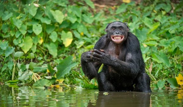 O chimpanzé Bonobo toma banho — Fotografia de Stock