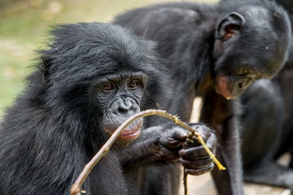 Cachorro de un bonobo chimpancé (Pan paniscus ). — Foto de Stock