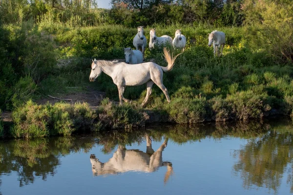 Portret van de witte camargue paarden — Stockfoto