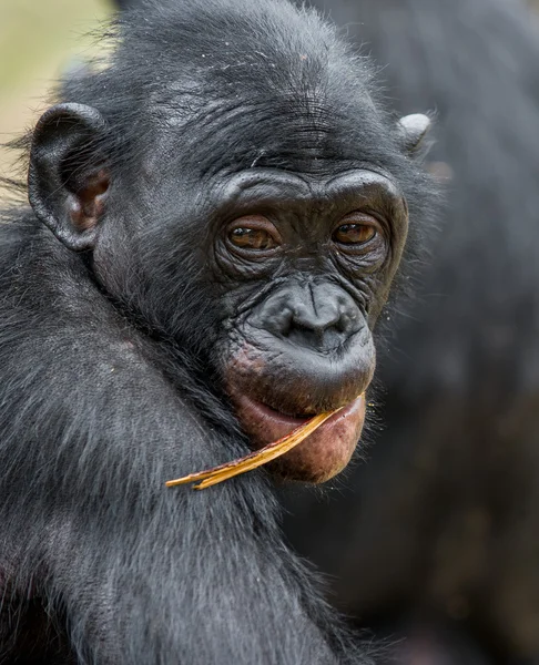 Cub voor een chimpansee-bonobo (Pan paniscus). — Stockfoto