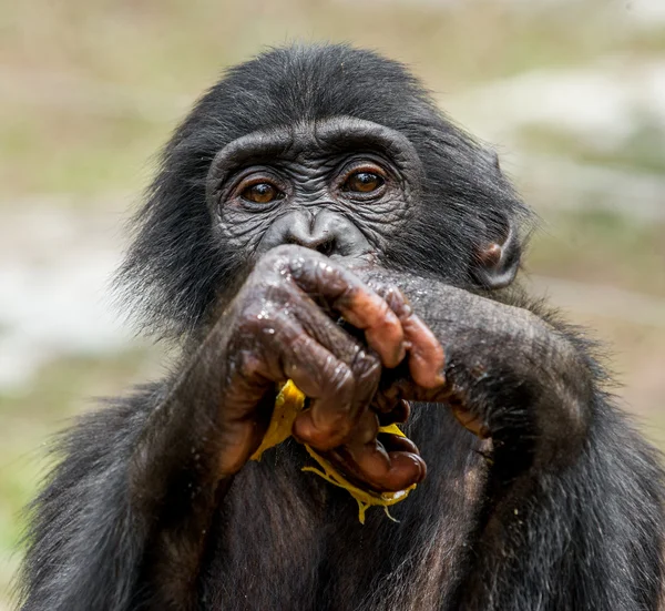 Cachorro de un bonobo chimpancé (Pan paniscus ). — Foto de Stock