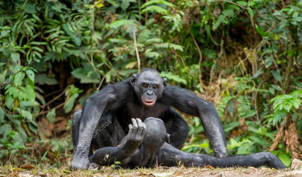 動物の交尾写真素材 ロイヤリティフリー動物の交尾画像 Depositphotos 動物の交尾写真素材 ロイヤリティフリー動物の交尾画像 Depositphotos