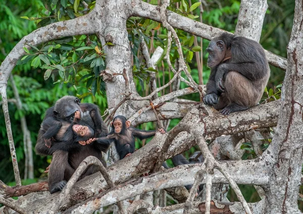 Schimpans med en unge på mangrove grenar. — Stockfoto