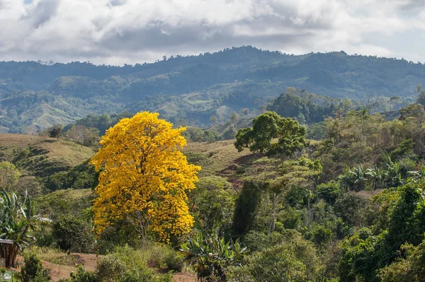 A yellow trees on green hillsides in mountains — Stock Photo, Image