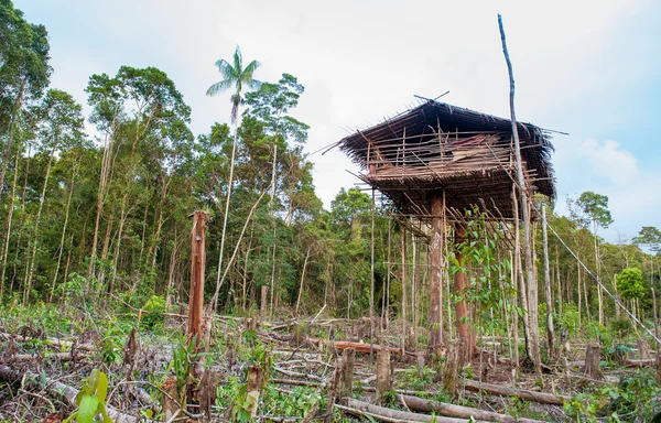 Traditional Koroway house — Stock Photo, Image