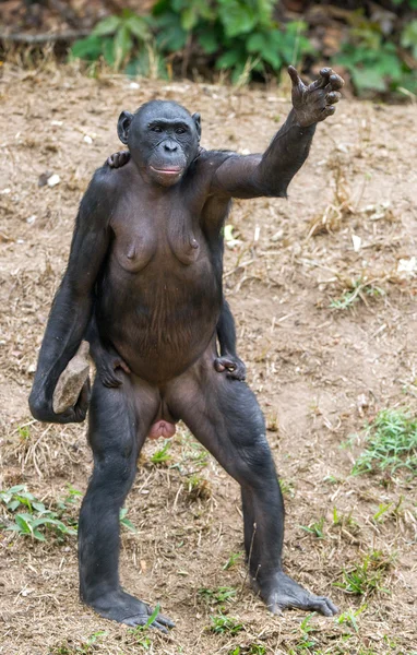 Chimpancé Bonobo madre con niño — Foto de Stock