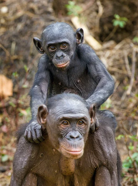 Bonobo Cub sobre los braquios a la mamá . — Foto de Stock