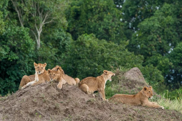 Primer plano de cachorros de león — Foto de Stock