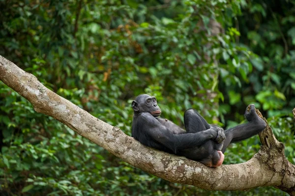 Bonobo (Pan Paniscus) op een boomtak. — Stockfoto