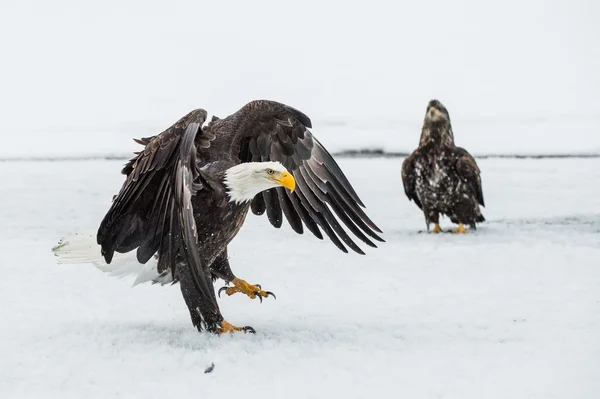 Águilas calvas (HALIAEETUS LEUCOCEPHALUS) volando — Foto de Stock