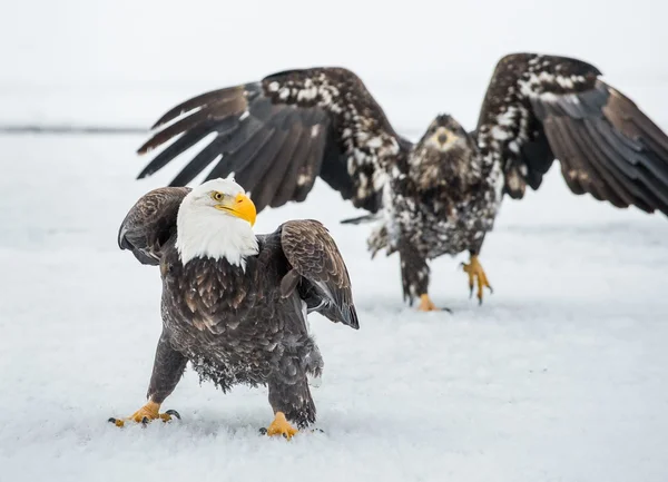 Kel uçan Kartallar (Haliaeetus Leucocephalus) — Stok fotoğraf