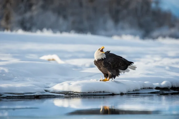 Urlando Aquila Calva sulla neve . — Foto Stock